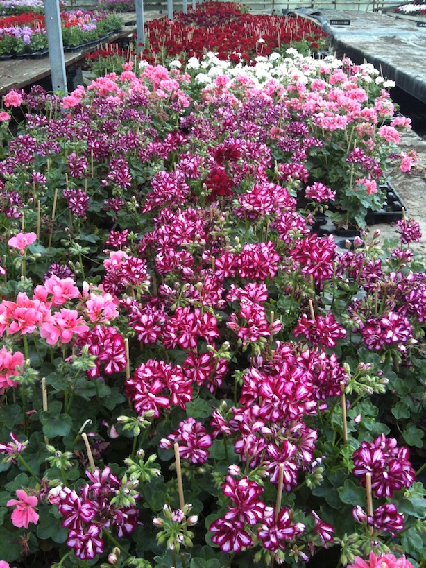 serres de Nainville-les-Roches pleines de fleurs